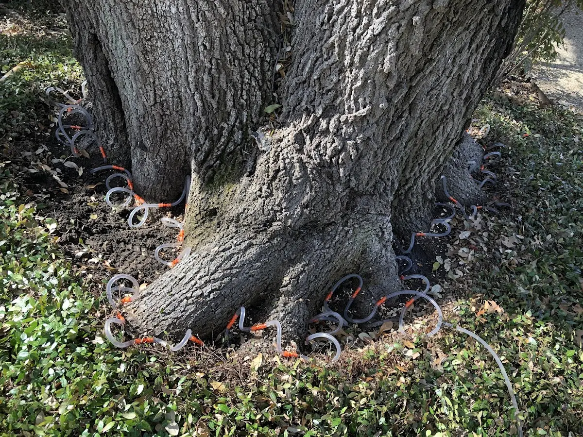 Detailed Tree Cabling and Bracing job site in Moreno Valley